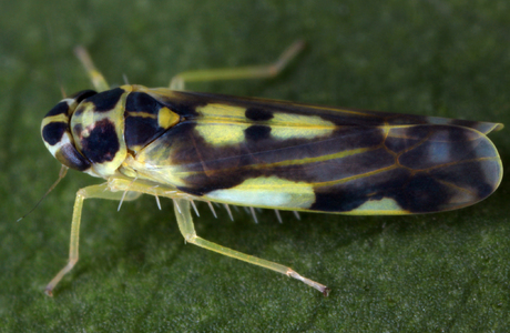 Gold-Blattzikade (Eupteryx aurata) - © Gernot Kunz